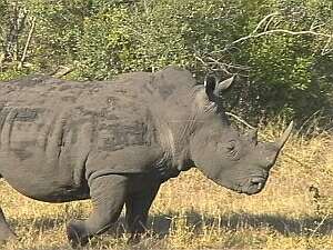 Oblivious Rhino